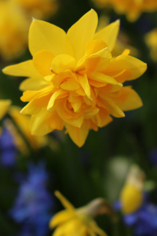 Tête à Tête Boucle Narcissus Bulbs