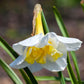 Lemon Beauty Narcissus Bulbs