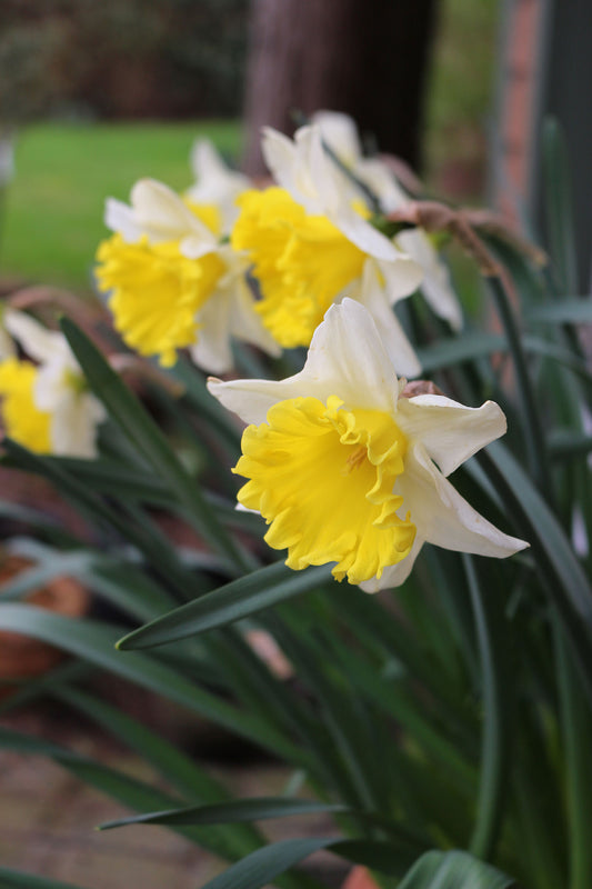 Angel’s Flute Narcissus Bulbs