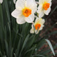 Barret Browning Narcissus Bulbs