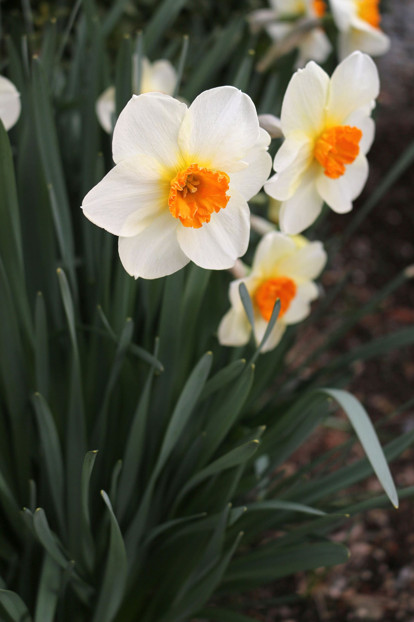 Barret Browning Narcissus Bulbs