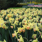 Carice Narcissus Bulbs