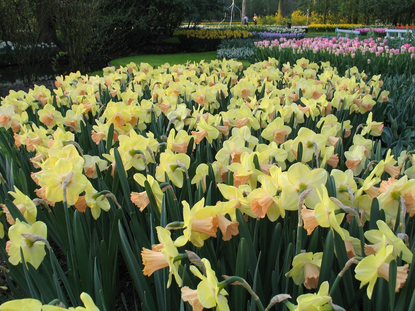 Carice Narcissus Bulbs