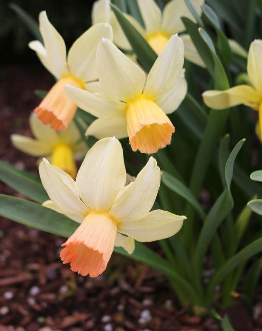 Carice Narcissus Bulbs