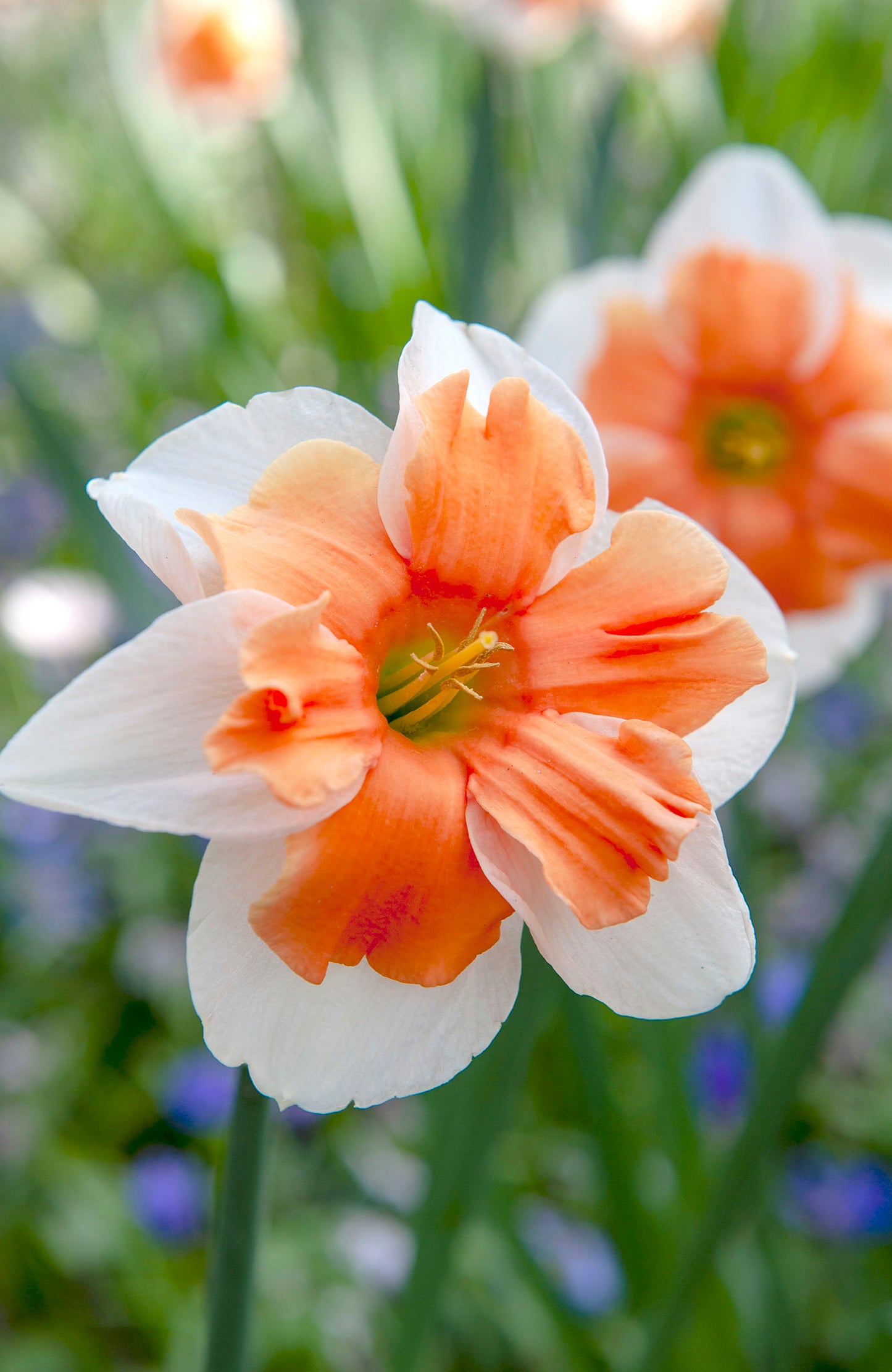 Electrus Narcissus Bulbs