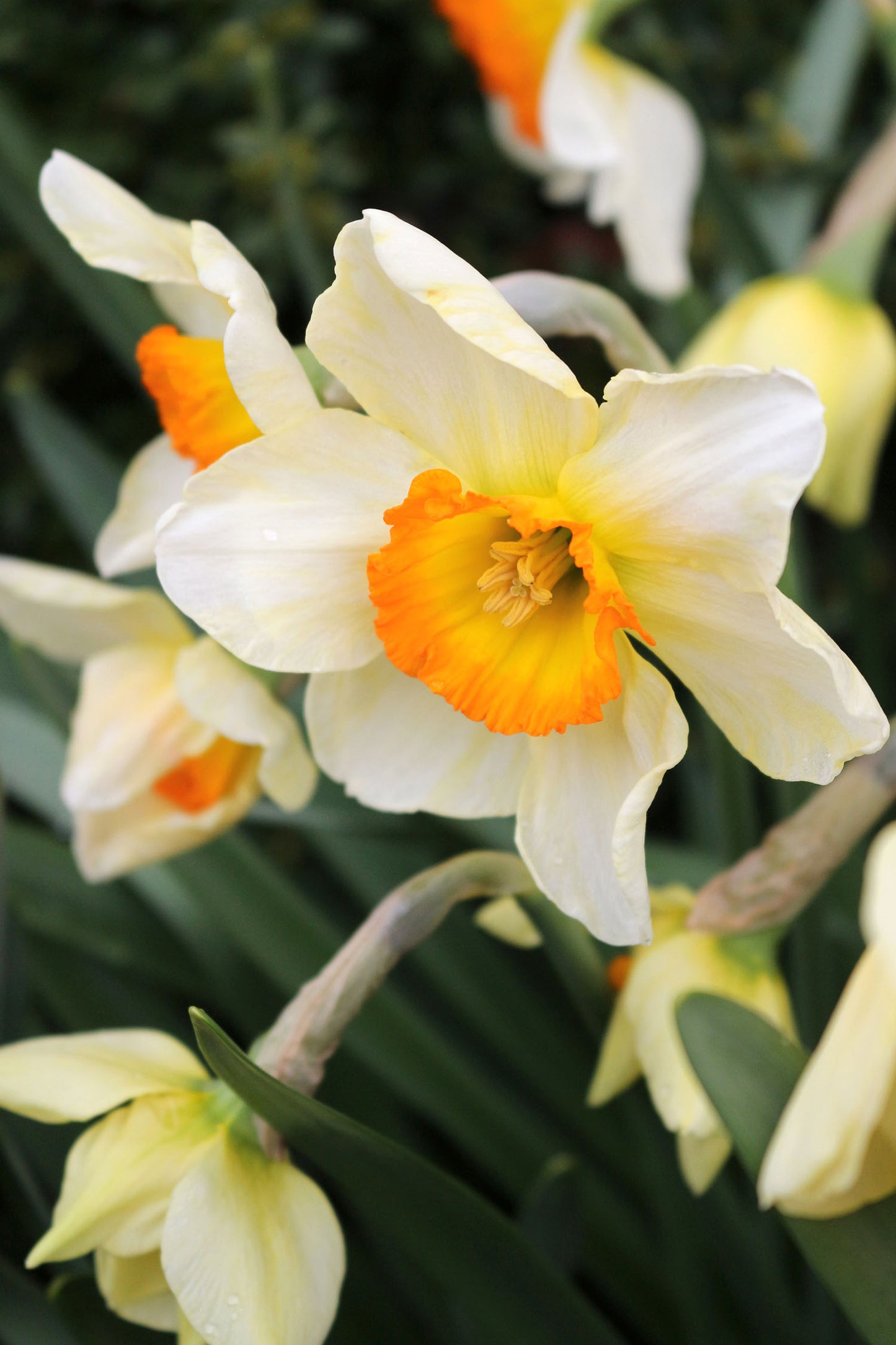 Flower Record Narcissus Bulbs