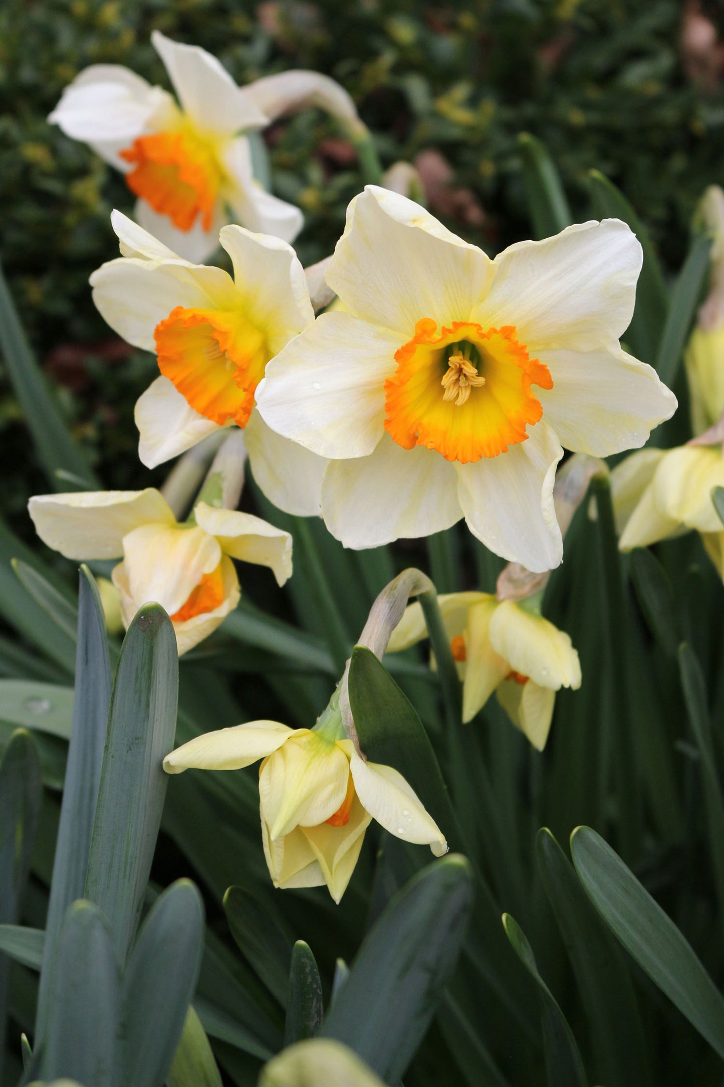 Flower Record Narcissus Bulbs