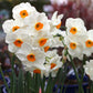 Geranium Narcissus Bulbs