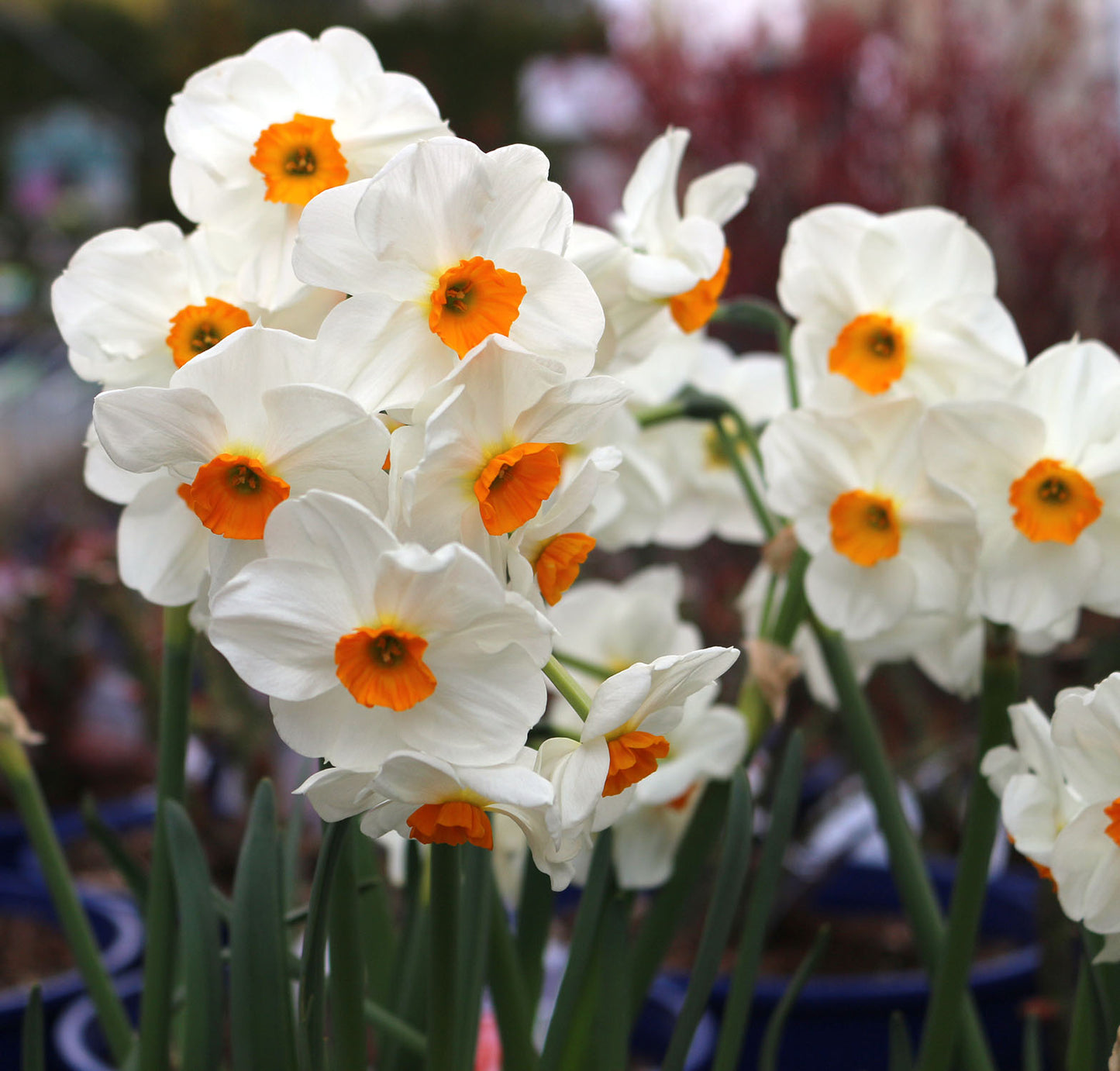 Geranium Narcissus Bulbs