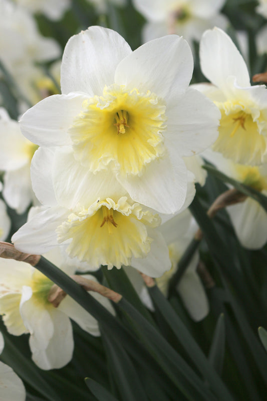 Cannaliculatis Narcissus Bulbs