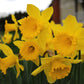 King Alfred Narcissus Bulbs