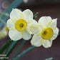 Minnow Narcissus Bulbs