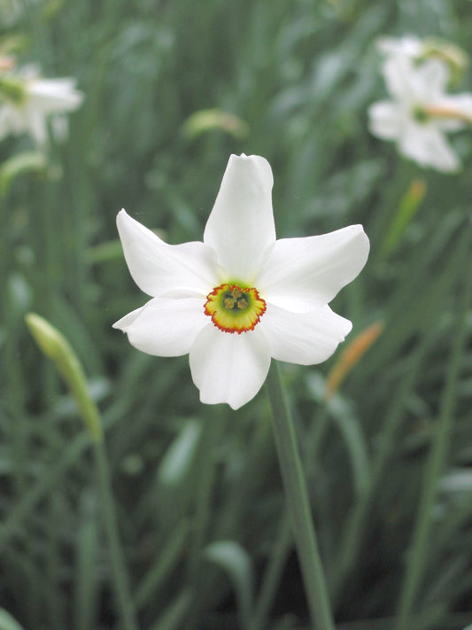 Poeticus Recurvus Narcissus Bulbs