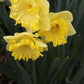 Snowtip Narcissus Bulbs