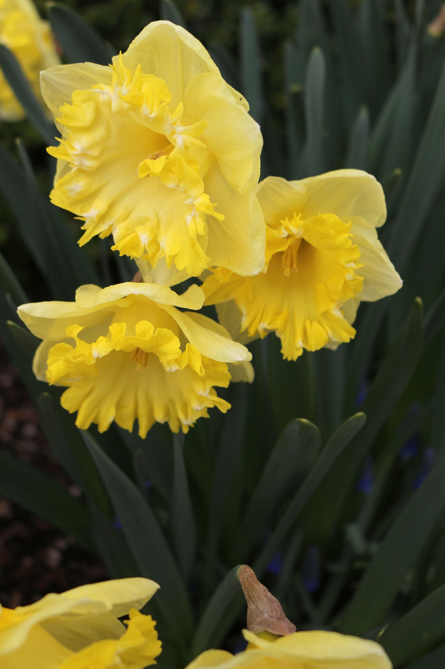 Snowtip Narcissus Bulbs