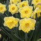 Snowtip Narcissus Bulbs