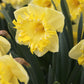 Snowtip Narcissus Bulbs