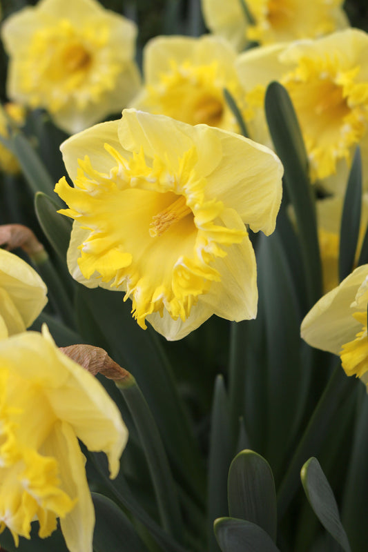 Snowtip Narcissus Bulbs