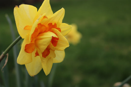 Tahiti Narcissus Bulbs