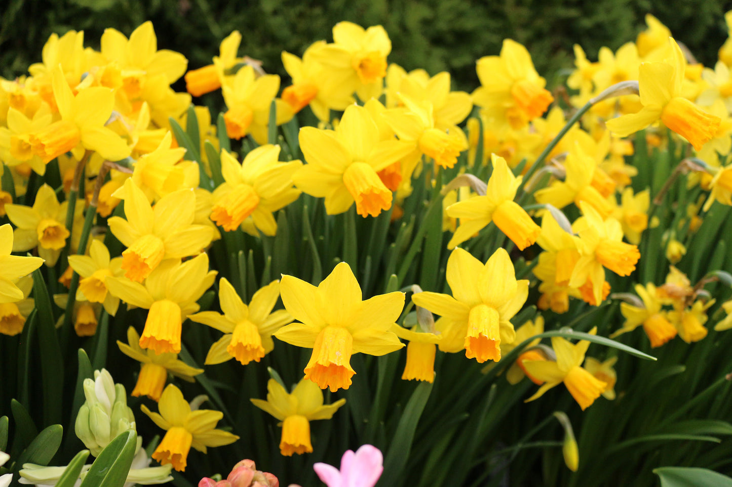 Tête à Tête Narcissus Bulbs