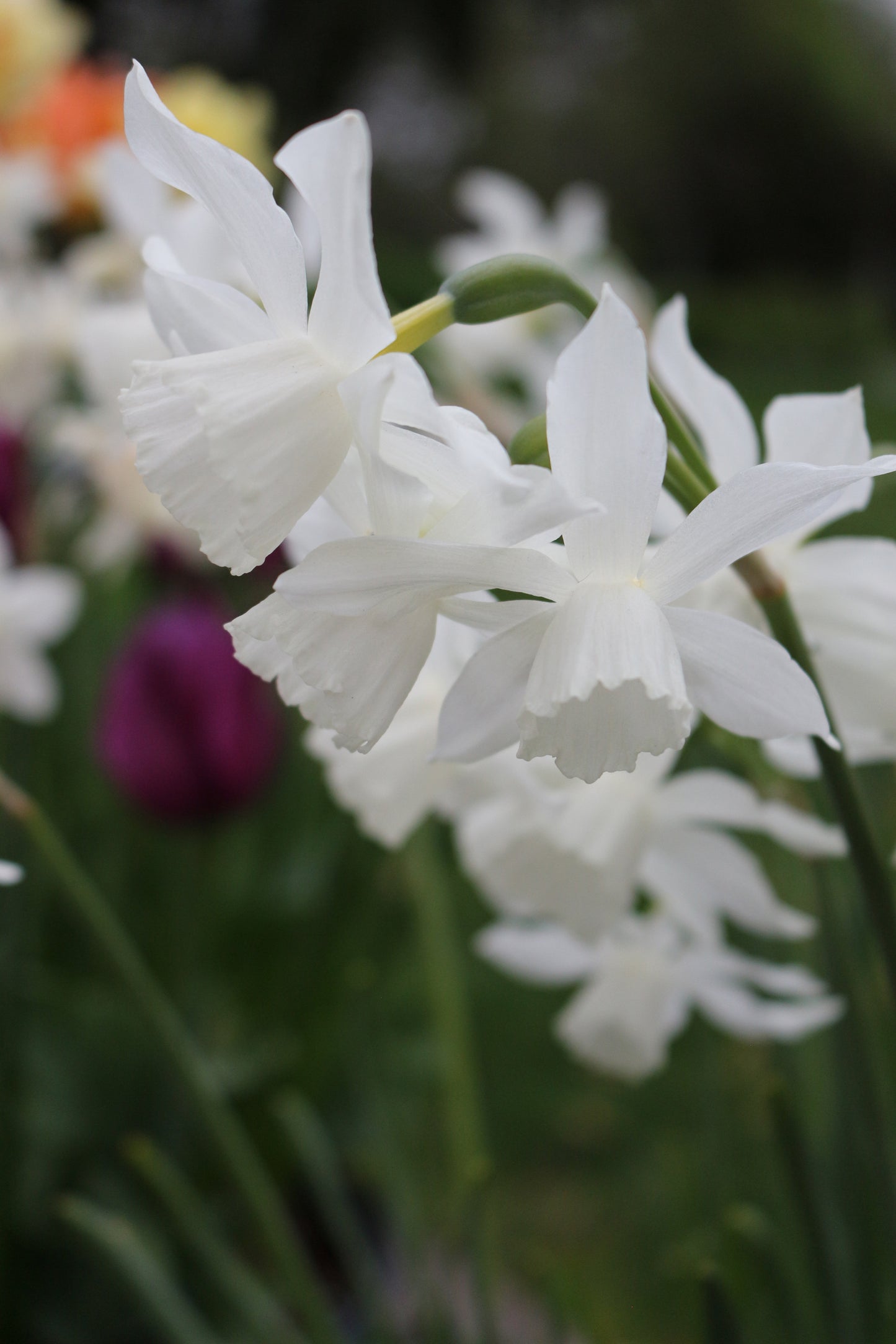 Thalia Narcissus Bulbs