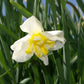 Lemon Beauty Narcissus Bulbs
