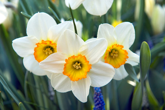 Flower Record Narcissus Bulbs