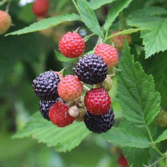 Niwot Black Raspberry Plant Plants online shopping