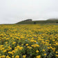 Common Woolly Sunflower-Wildflower Seeds online shopping