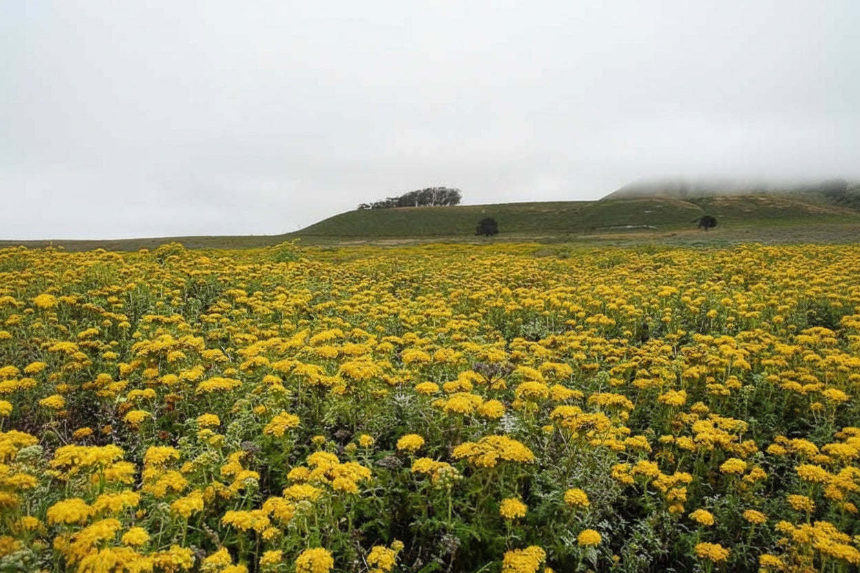 Common Woolly Sunflower-Wildflower Seeds online shopping