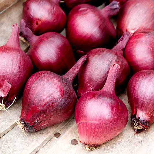 Redrover F1 Onion