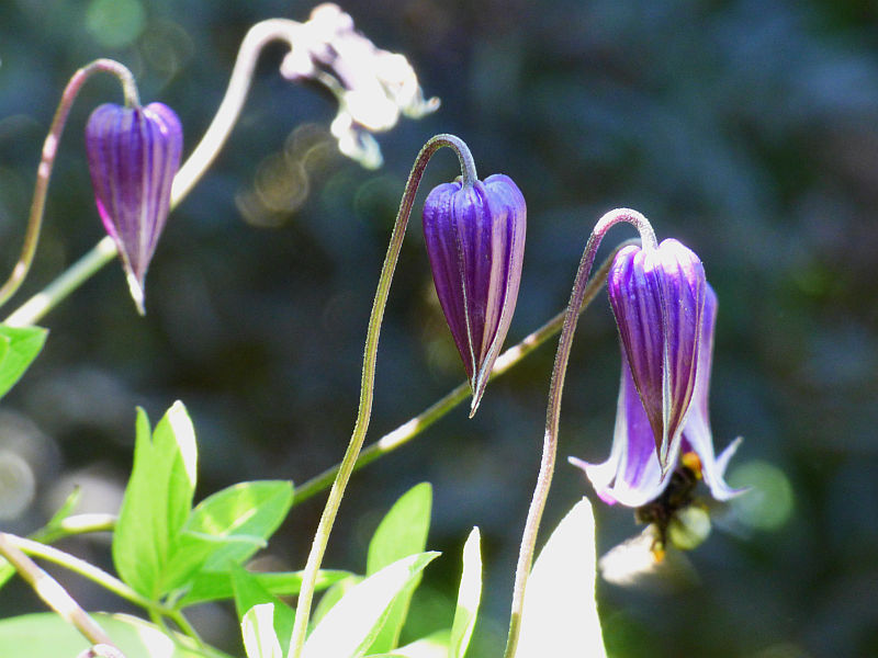 Clematis Rofuchi Integrifolia Rooguchi Clematis Vine – EVERGREEN