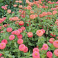 Oklahoma Salmon Zinnia Seeds online shopping