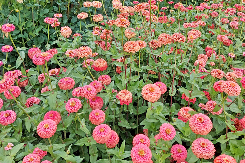 Oklahoma Salmon Zinnia Seeds online shopping