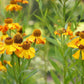 Autumn Sneezeweed Helenium Seeds online shopping