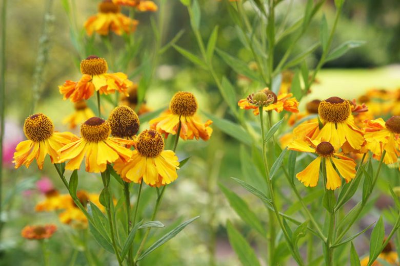 Autumn Sneezeweed Helenium Seeds online shopping
