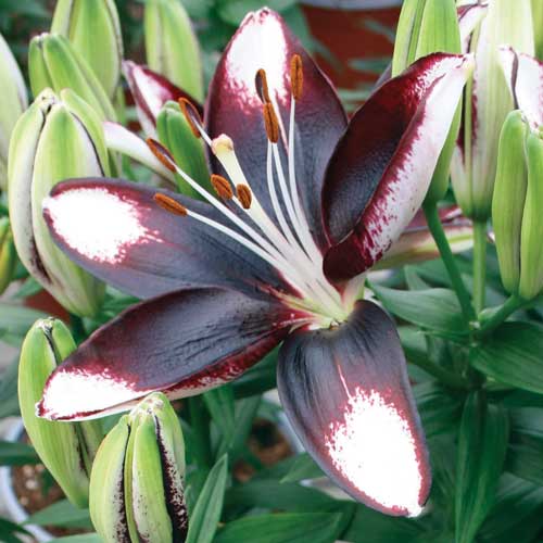 Tiny Halo Eclipse Dwarf Asiatic Lily