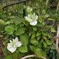 Guernsey Cream Clematis Vine