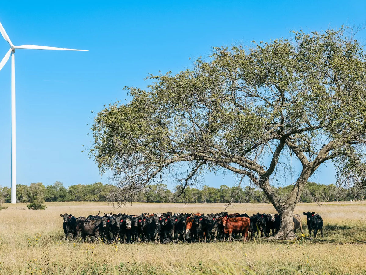 Vestas V162-7.2 MW™ Onshore Wind Turbine