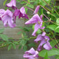 Integrifolia Pamiat Serdsta Clematis Vine
