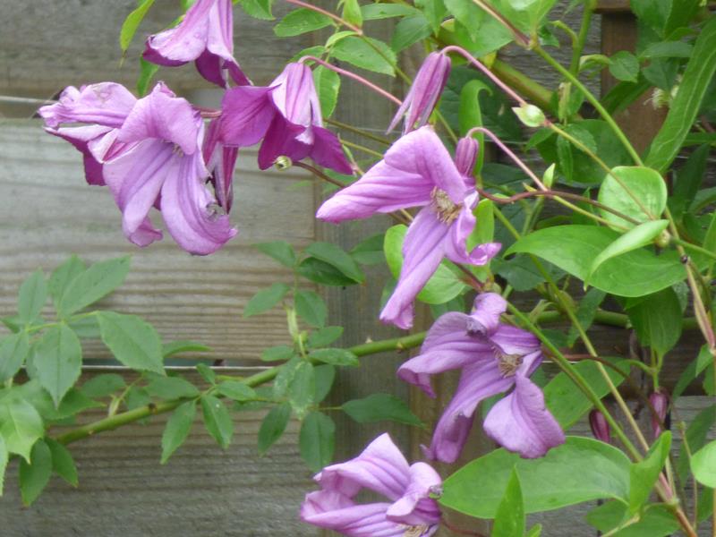 Integrifolia Pamiat Serdsta Clematis Vine