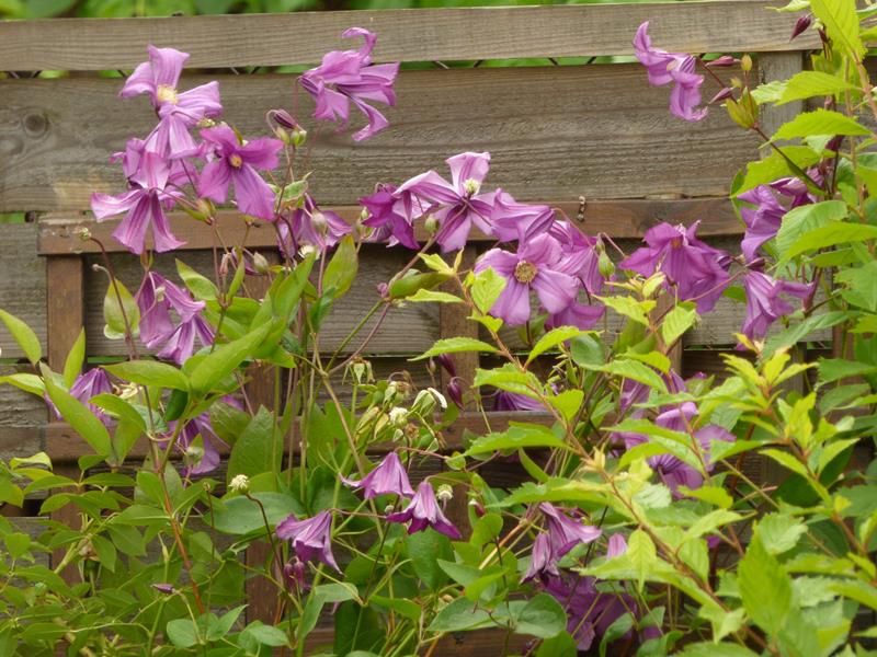 Integrifolia Pamiat Serdsta Clematis Vine