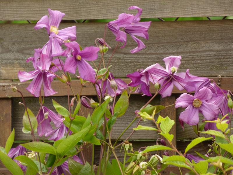 Integrifolia Pamiat Serdsta Clematis Vine
