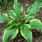 Montana Aureomarginata Hosta Plant