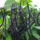 Velour Bush Bean Seeds online shopping