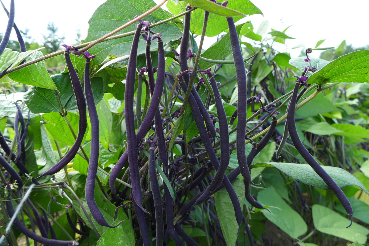 Velour Bush Bean Seeds online shopping