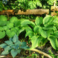 Montana Aureomarginata Hosta Plant