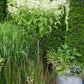 Hydrangea paniculata Phantom