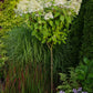 Hydrangea paniculata Phantom