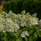 Hydrangea paniculata Phantom